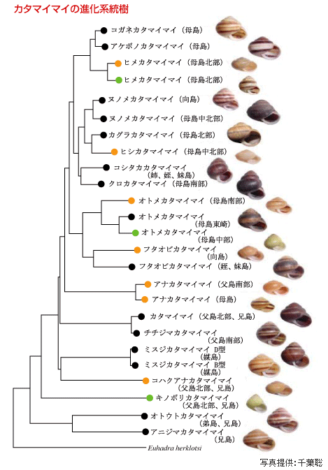 カタイマイマイの進化系統樹